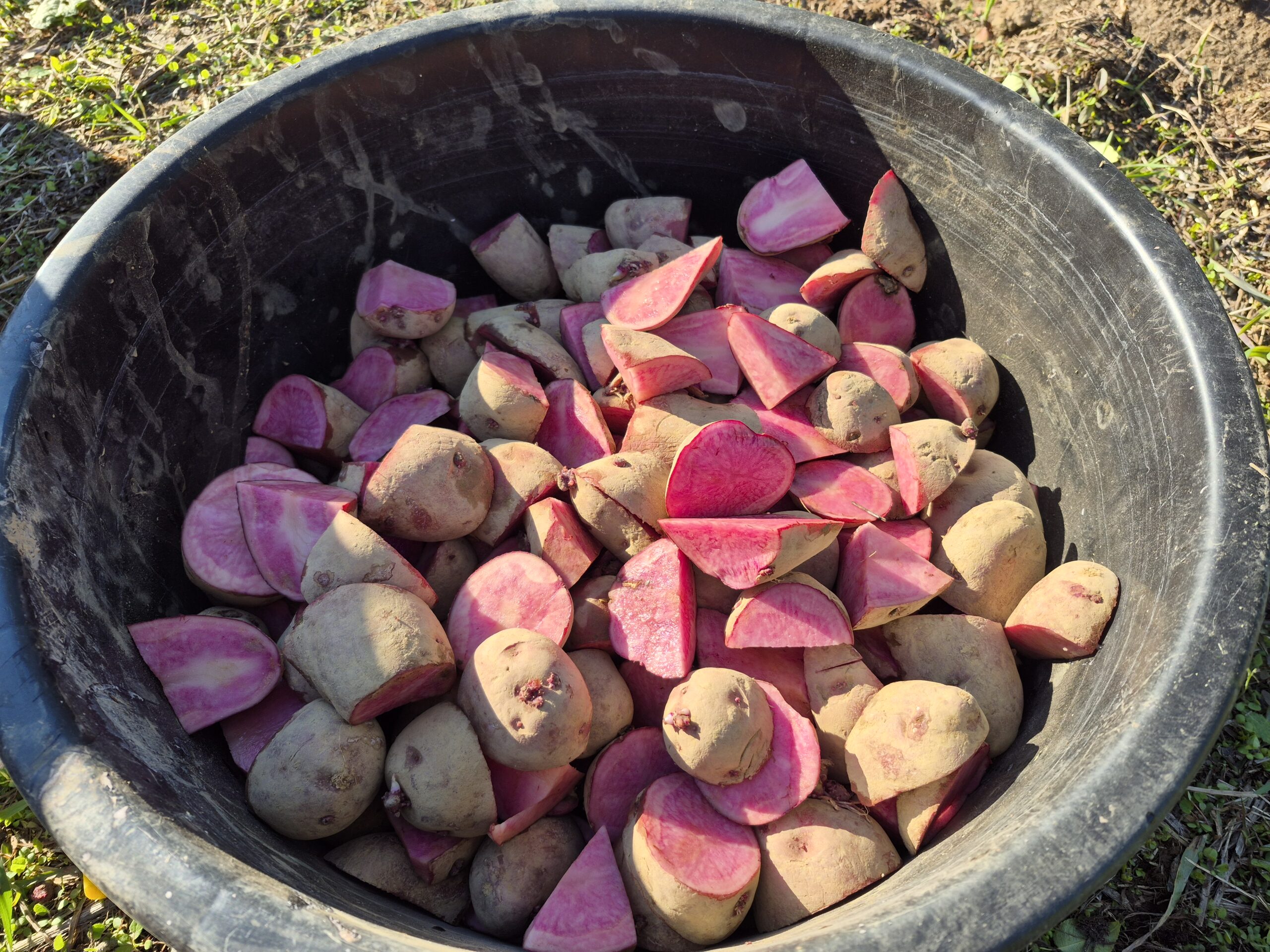 Potatoes and chicks
